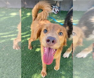 Golden Retriever-Unknown Mix Dogs for adoption in Lakewood, CO, USA