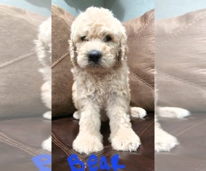 Goldendoodle Puppy for sale in FYFFE, AL, USA