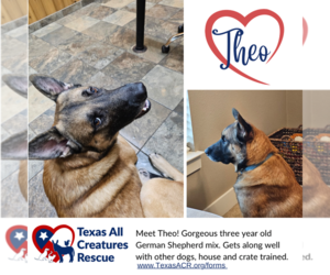 German Shepherd Dog-Unknown Mix Dogs for adoption in Lillian, TX, USA