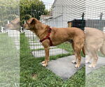 Small Photo #8 Labrador Retriever-Unknown Mix Puppy For Sale in Oakhurst, NJ, USA