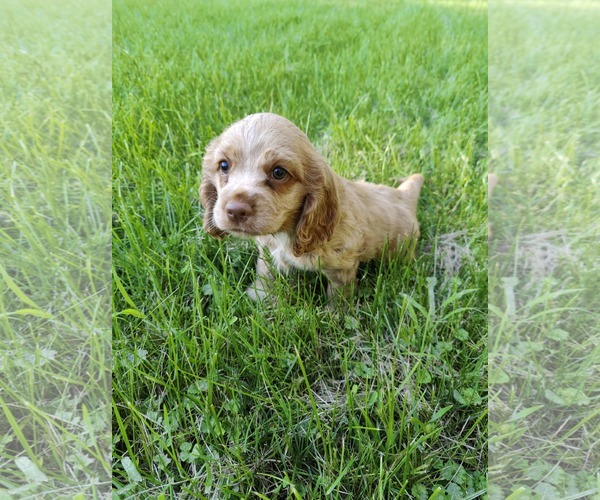 Medium Photo #2 Cocker Spaniel Puppy For Sale in St. Louis Park, MN, USA