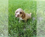 Small #1 Cocker Spaniel