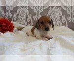 Small #3 Dachshund