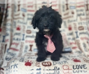 Aussiedoodle Miniature Puppy for sale in LAKELAND, FL, USA