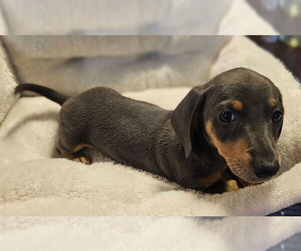 Medium Photo #9 Dachshund Puppy For Sale in REPUBLIC, MO, USA