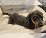 Small #8 Dachshund