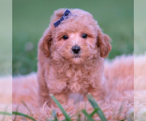 Medium Poodle (Miniature)