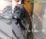 Small #1 Boxer