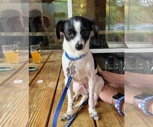 Mira - Female Chihuahua-Unknown Mix Dog for Adoption - Photo #8