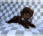Small #6 Cavapoo (Miniature)