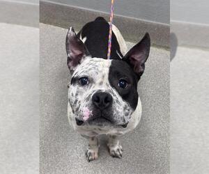 Mutt Dogs for adoption in Las Vegas, NV, USA