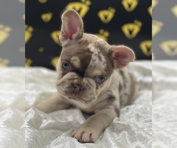 Medium Photo #4 French Bulldog Puppy For Sale in RAYMORE, MO, USA