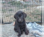 Small Photo #18 Labrador Retriever Puppy For Sale in BENTS FORT, CO, USA