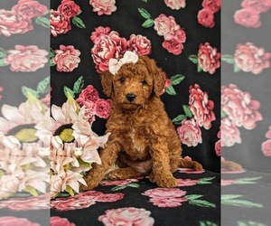 Goldendoodle (Miniature) Puppy for sale in DELTA, PA, USA