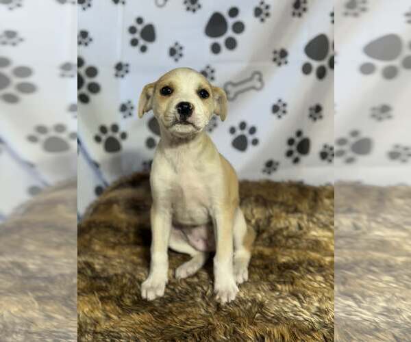 Medium Photo #2 Beagle-Unknown Mix Puppy For Sale in SHERBURNE, NY, USA