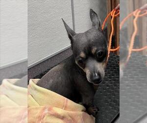 Chihuahua-Unknown Mix Dogs for adoption in Tracy, CA, USA