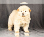 Puppy 10 Chow Chow