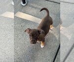 Small #2 Rat Terrier Mix