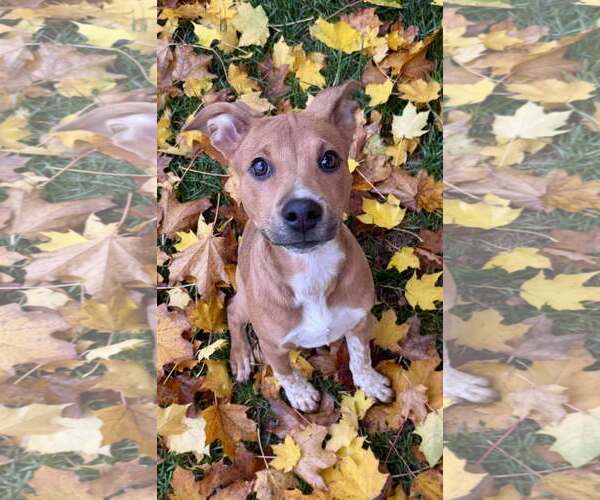 Medium Photo #5 Mutt Puppy For Sale in pomfret, CT, USA