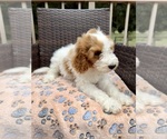 Small #8 Goldendoodle (Miniature)