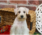 Small #6 Schnauzer (Miniature)