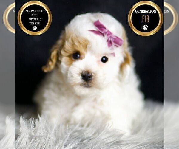 Medium Photo #39 Maltipoo (Miniature) Puppy For Sale in WARSAW, IN, USA