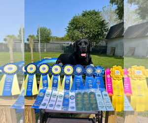 Father of the Labrador Retriever puppies born on 06/05/2025