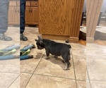 Small Photo #4 French Bulldog Puppy For Sale in BOLIVAR, MO, USA