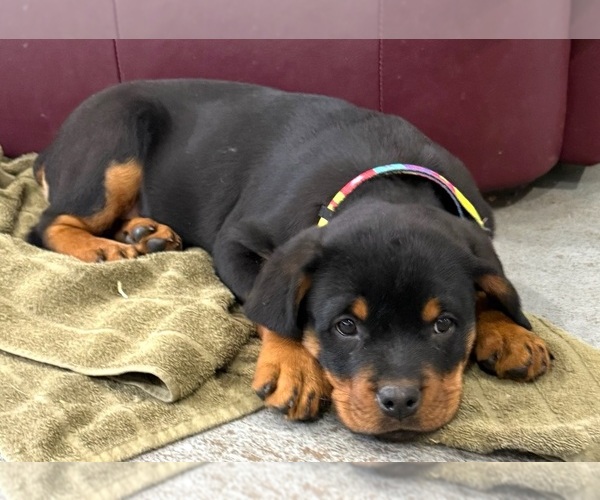 Medium Photo #4 Rottweiler Puppy For Sale in BRIGHTON, CO, USA