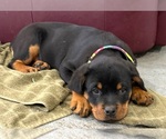 Small #3 Rottweiler