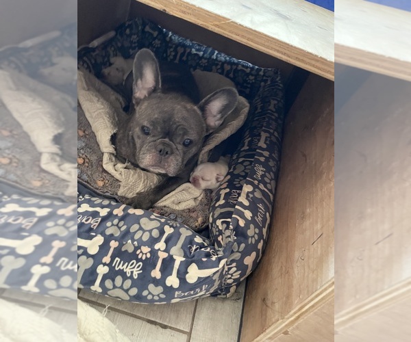 Medium Photo #1 French Bulldog Puppy For Sale in CLEARWATER, FL, USA