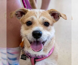 Mutt Dogs for adoption in Mundelein, IL, USA