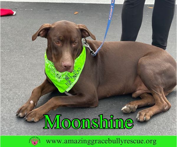 Medium Photo #11 Doberman Pinscher-Unknown Mix Puppy For Sale in Pensacola, FL, USA