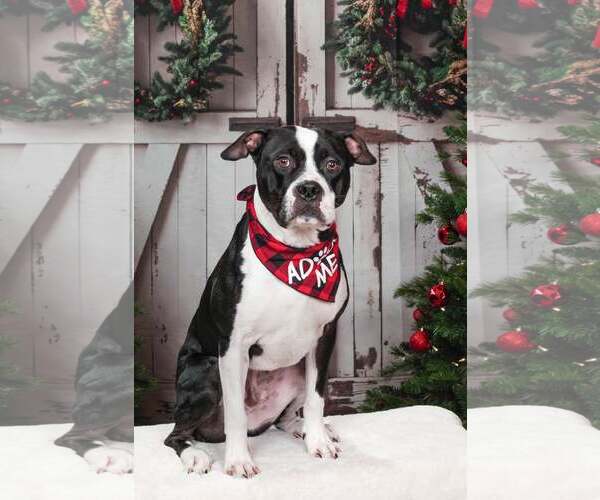 Medium Photo #1 Mutt Puppy For Sale in Rockville, MD, USA