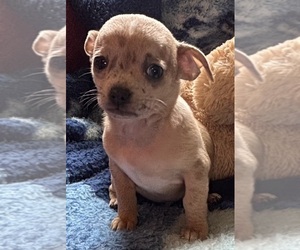 Chihuahua Puppy for sale in APPLETON, WI, USA