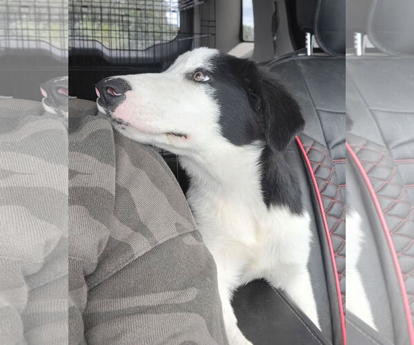 Medium Photo #12 Border Collie Puppy For Sale in Highland, IL, USA