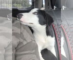 Small #11 Border Collie