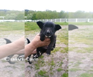 Border Collie Puppy for sale in FREDERICKSBG, OH, USA