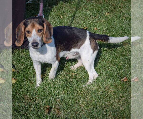 Medium Photo #4 Bagle Hound Puppy For Sale in Huntley, IL, USA