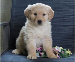 Golden Labrador Puppy for sale in FREDERICKSBURG, OH, USA