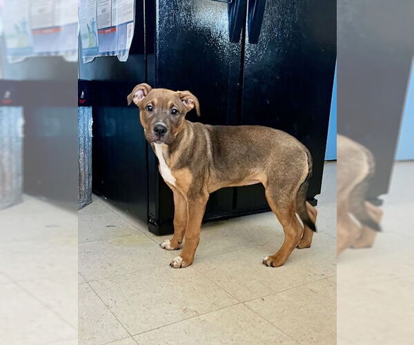 Medium Photo #2 Mutt Puppy For Sale in Webster, WI, USA