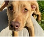 Small #5 American Pit Bull Terrier Mix