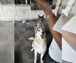 Small #2 Alusky