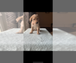 Small Photo #4 Labrador Retriever Puppy For Sale in MONTROSE, CO, USA