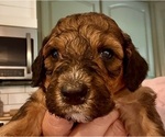 Puppy Puppy 6 Nugget Bernedoodle
