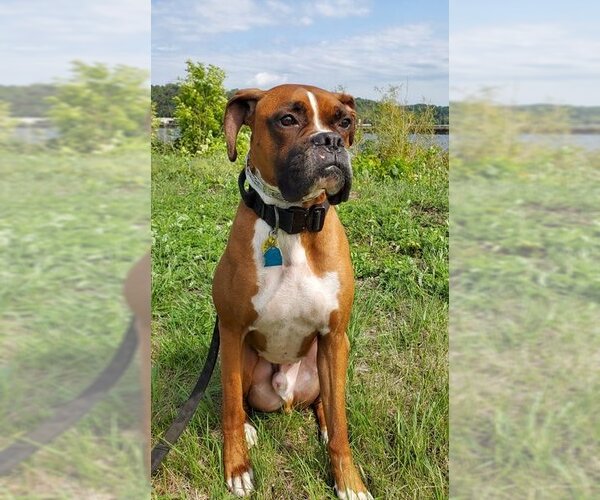 Medium Photo #7 Boxer Puppy For Sale in Burnsville, MN, USA