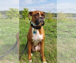 Small #6 Boxer