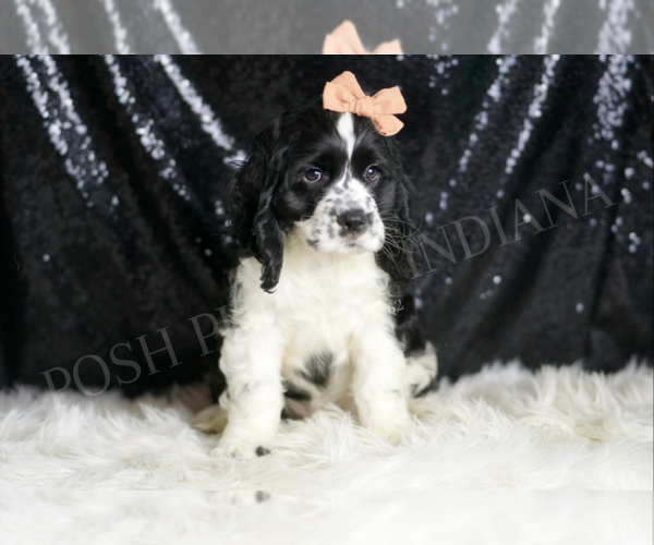 Medium Photo #3 Cocker Spaniel Puppy For Sale in WARSAW, IN, USA
