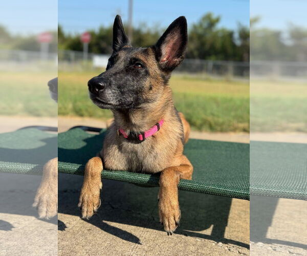 Medium Photo #3 Mutt Puppy For Sale in Stevens Point, WI, USA
