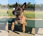 Small #2 Mutt